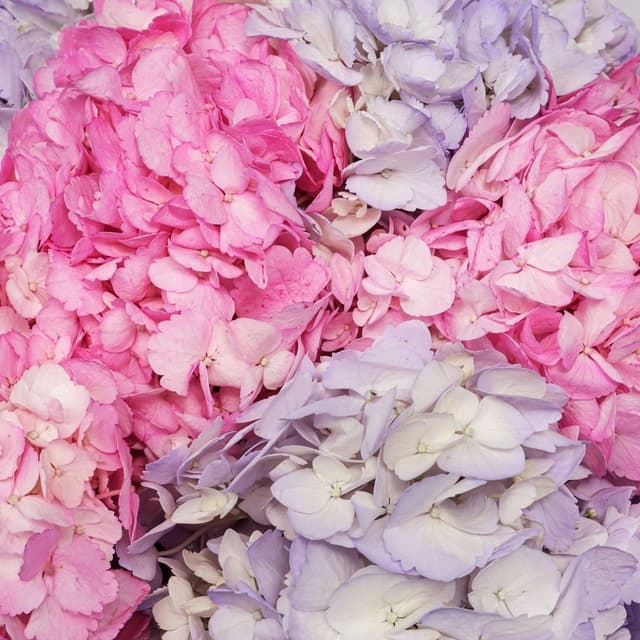 Букет из Гортензий «Малиновый Ветер» Букет из Гортензий «Малиновый Ветер»