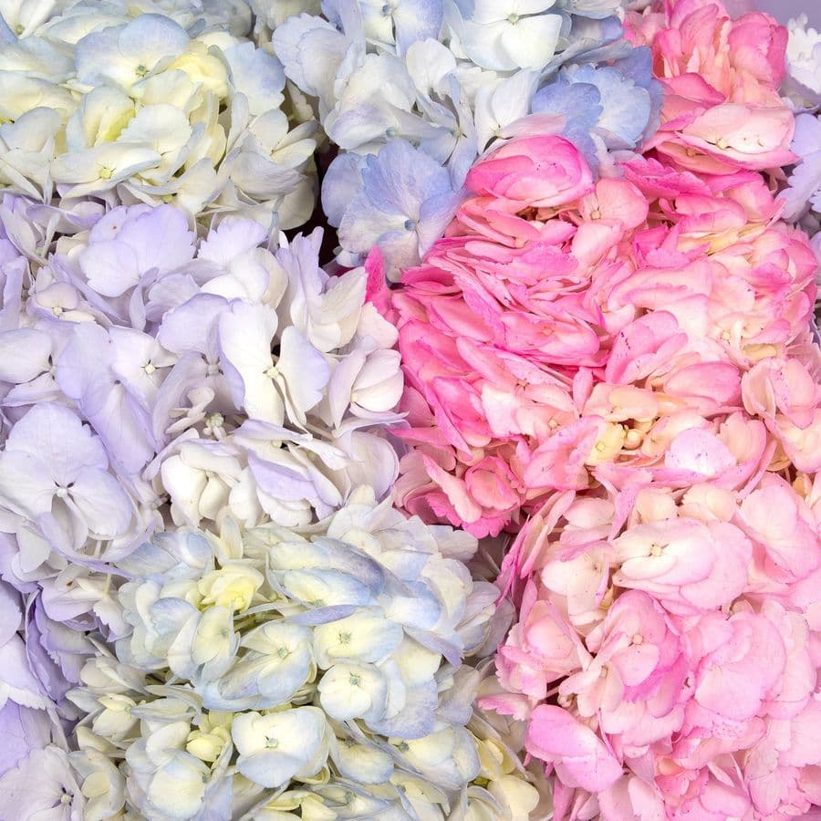 Букет из Гортензий «Ягодный Сорбет»