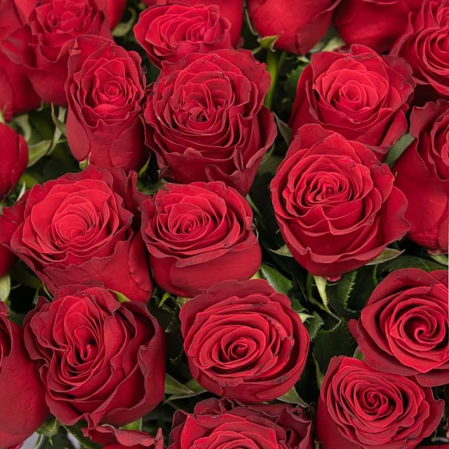 Букет Роз Кения 60 см 51 шт «Вечер в Бордо» Букет Роз Кения 60 см 51 шт «Вечер в Бордо»
