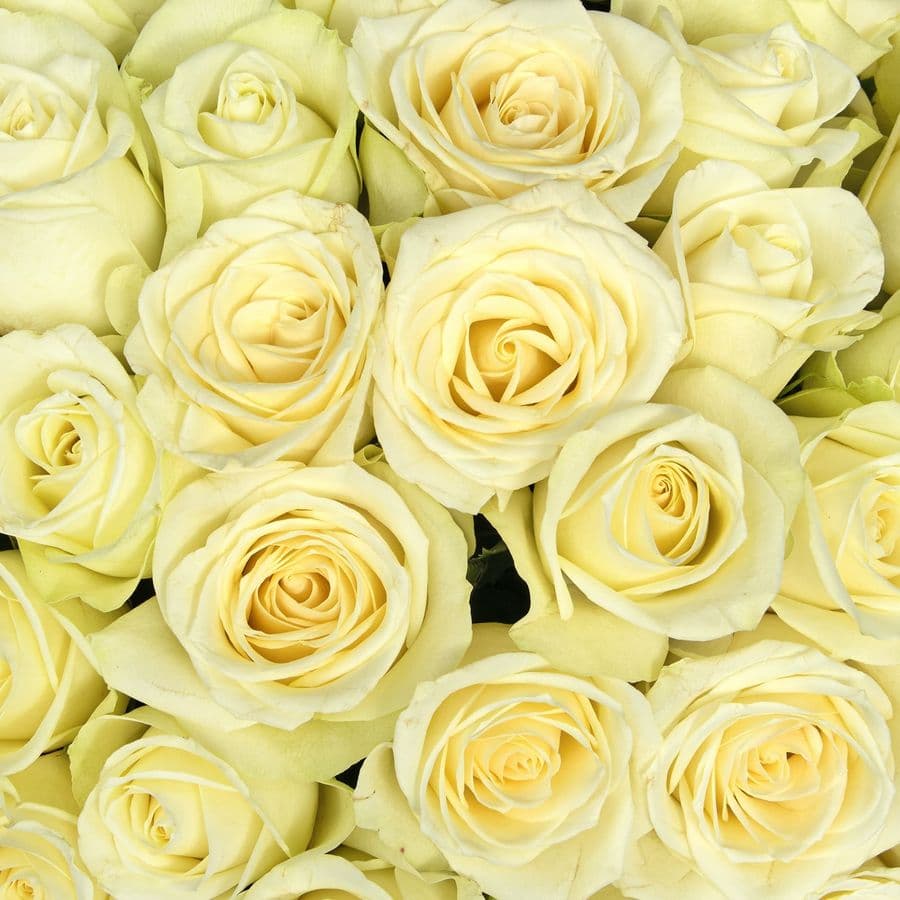 Букет Роз Кения 60 см 51 шт «Ангельский Вздох»