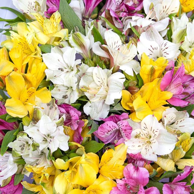 Букет Альстромерий «Тропический Коктейль» Букет Альстромерий «Тропический Коктейль»