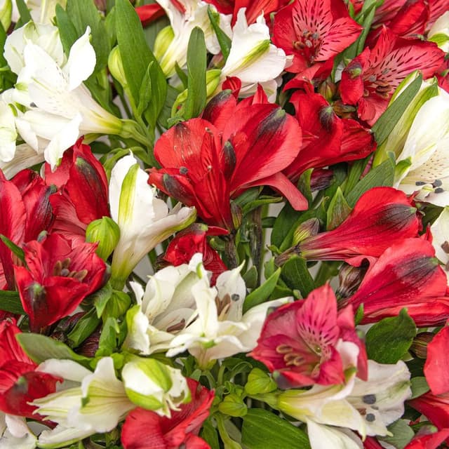 Букет Альстромерий «Клубничный Йогурт» Букет Альстромерий «Клубничный Йогурт»