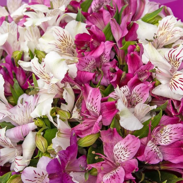 Букет Альстромерий «Ягодный Мусс» Букет Альстромерий «Ягодный Мусс»