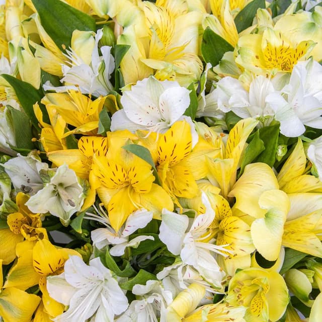 Букет Альстромерий «Лимонный Крем» Букет Альстромерий «Лимонный Крем»