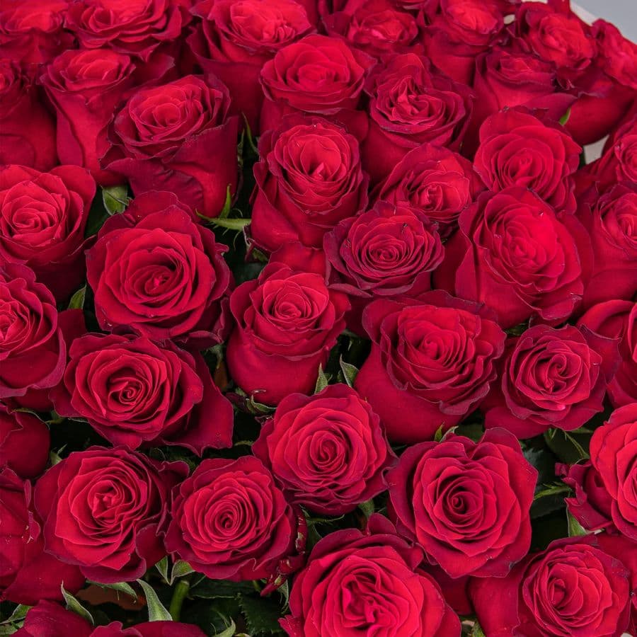 Букет Роз Кения 60 см 75 шт «Больше, чем слова»