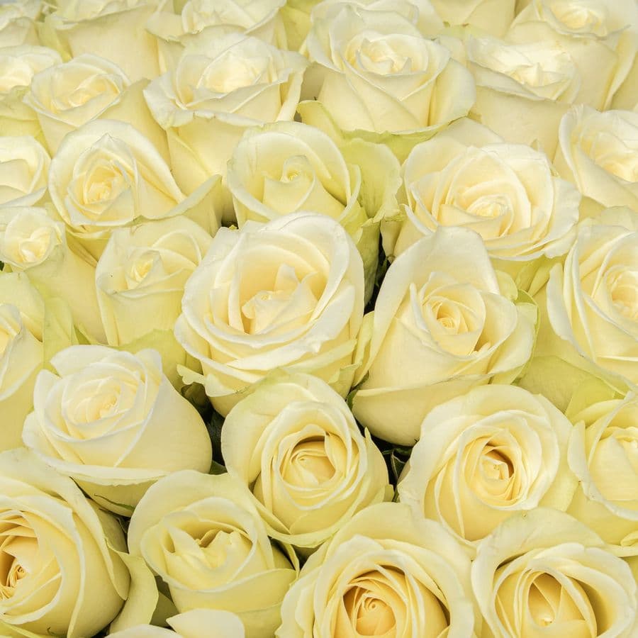 Букет Роз Кения 60 см 75 шт «Эталон чистоты»