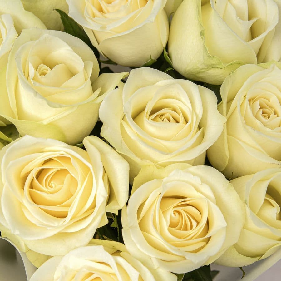 Букет Роз Кения 60 см 15 шт «Свет в сердце»