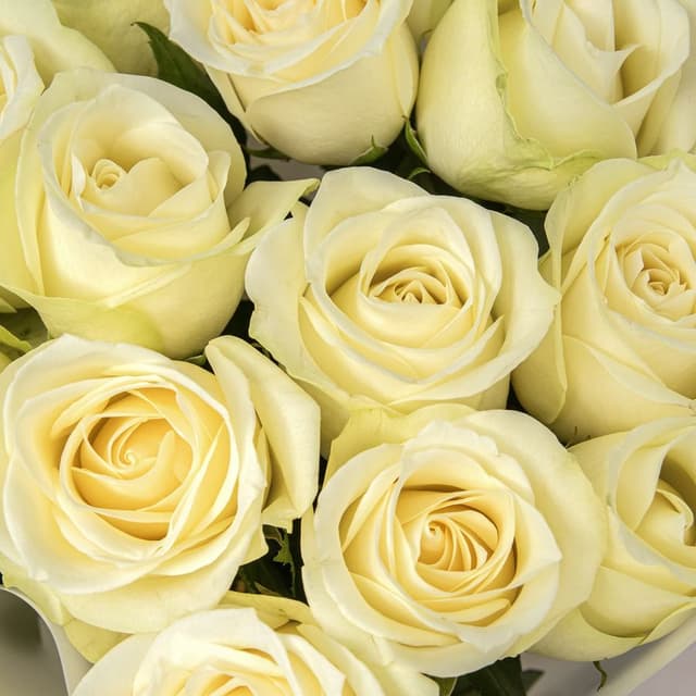 Букет Роз Кения 60 см 15 шт «Свет в сердце» Букет Роз Кения 60 см 15 шт «Свет в сердце»