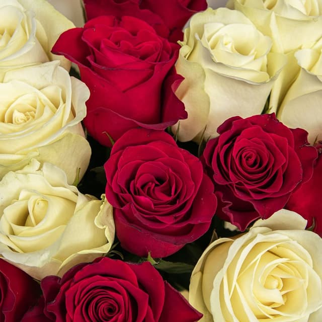 Букет Роз Кения 60 см 15 шт «Венский вальс» Букет Роз Кения 60 см 15 шт «Венский вальс»