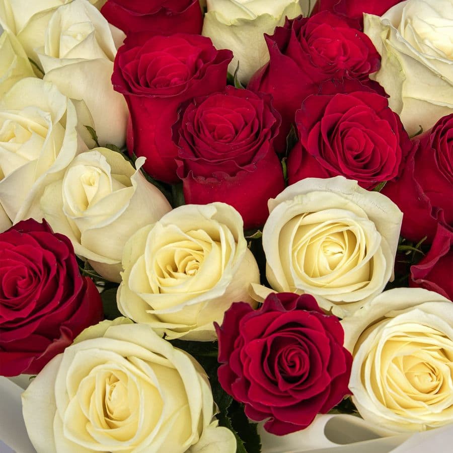 Букет Роз Кения 60 см 25 шт «Сила нежности»