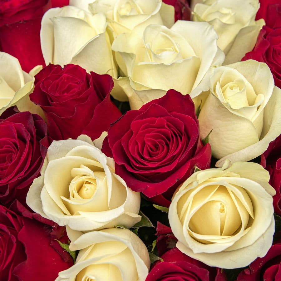 Букет Роз Кения 60 см 51 шт «Идеальная пара»