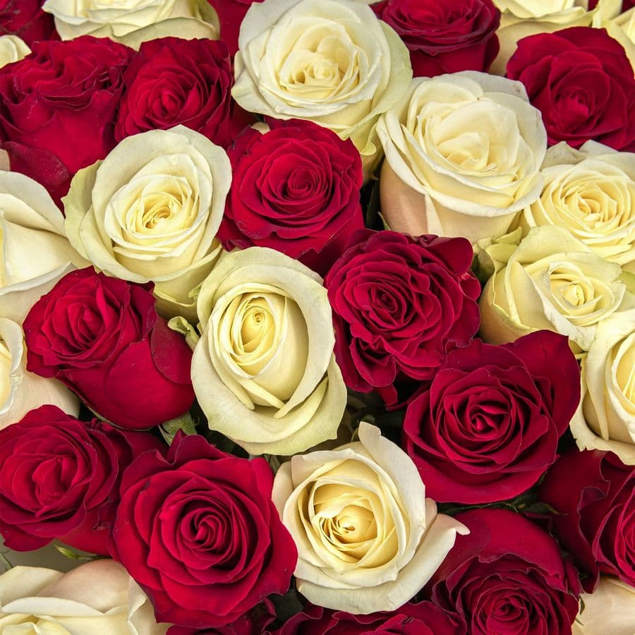 Букет Роз Кения 60 см 75 шт «Теплые слова»