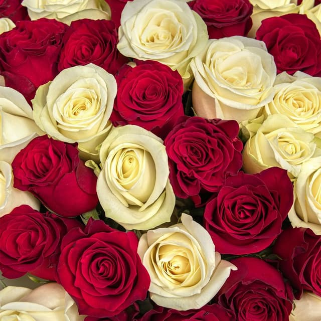 Букет Роз Кения 60 см 75 шт «Теплые слова» Букет Роз Кения 60 см 75 шт «Теплые слова»