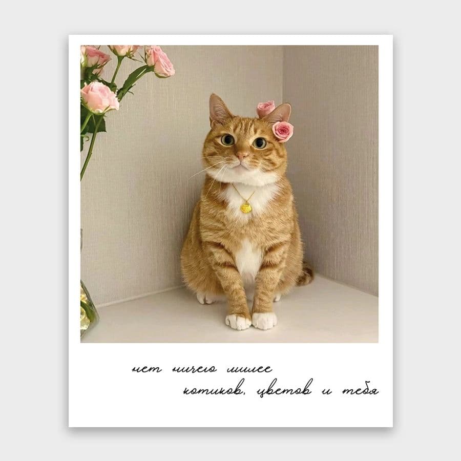 Открытка-фотокарточка «Нет ничего милее котиков, цветов и тебя»