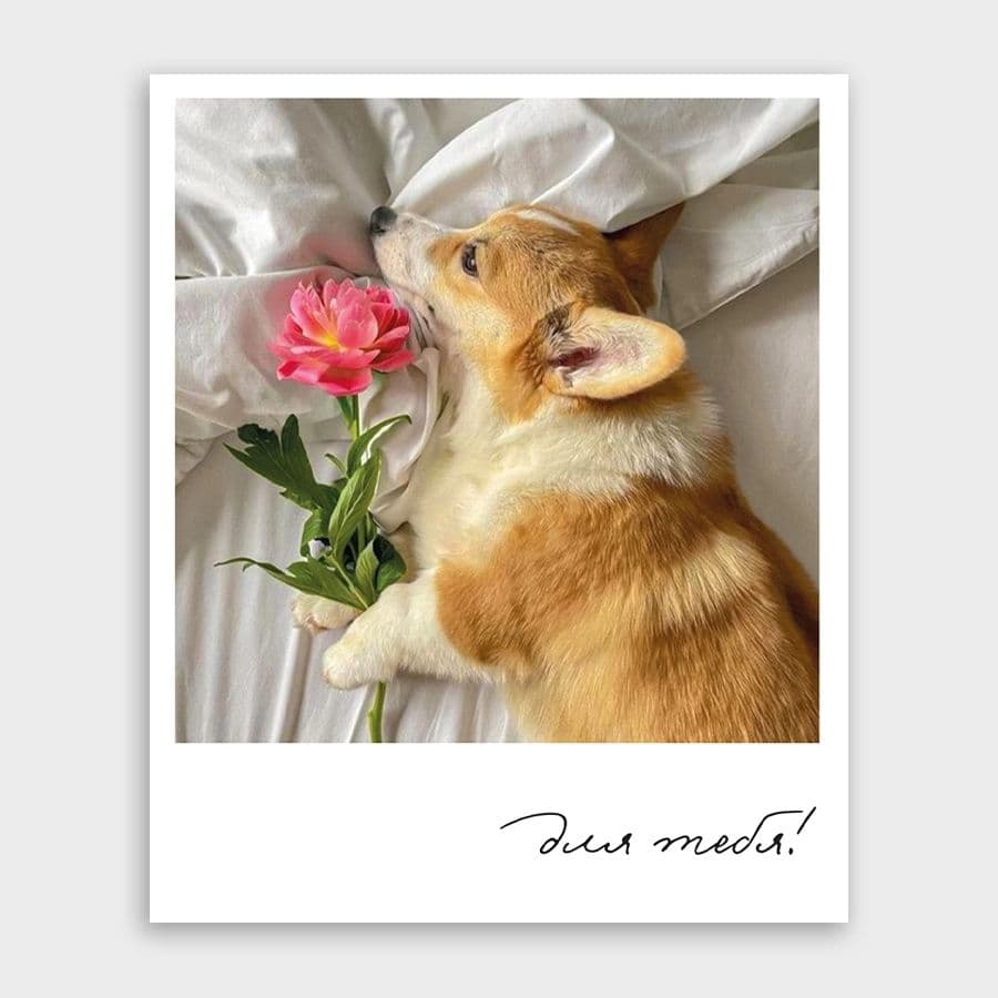 Открытка-фотокарточка с корги «Для тебя!»