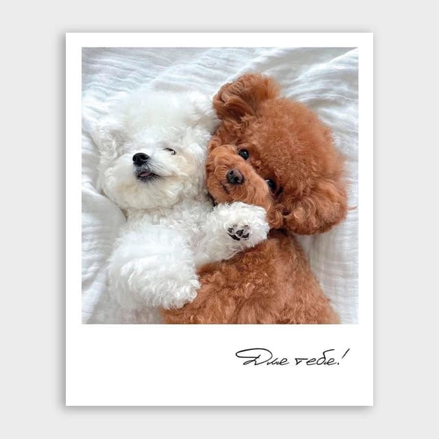 Открытка-фотокарточка с собачками «Для тебя!» Открытка-фотокарточка с собачками «Для тебя!»