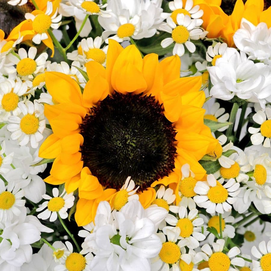 Букет из Подсолнухов, Ромашек и Сантини «Нежное сияние»