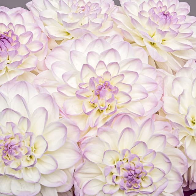 Букет из Георгин «Ангельский Шепот» Букет из Георгин «Ангельский Шепот»