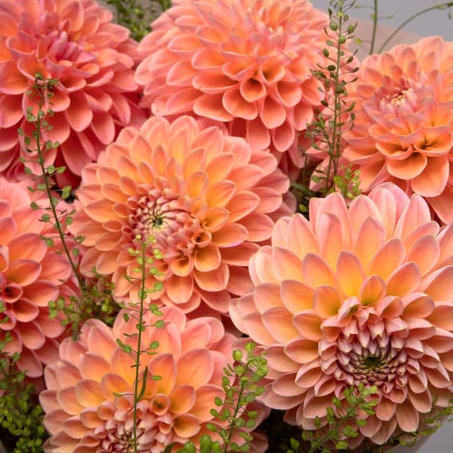 Букет из Георгин и Тласпи «Апельсиновый Закат» Букет из Георгин и Тласпи «Апельсиновый Закат»