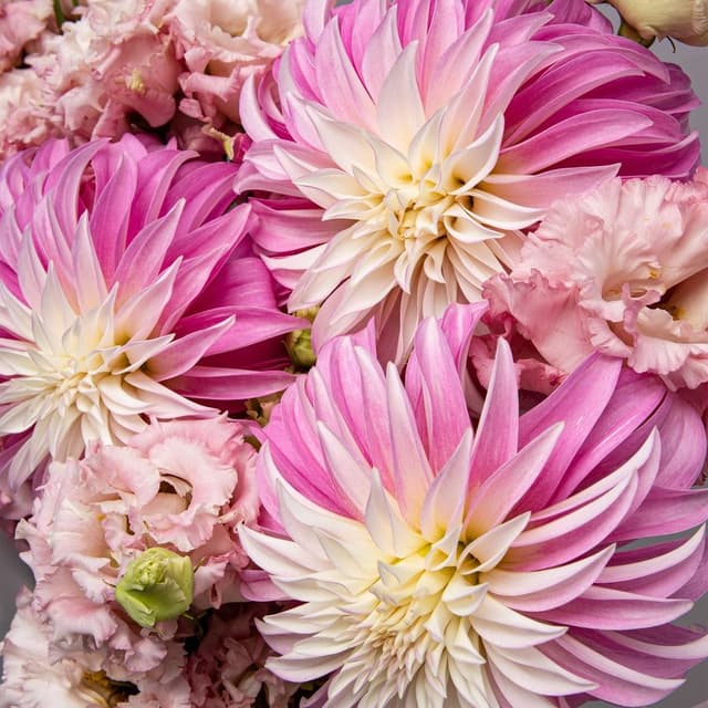 Букет из Георгин и Эустомы «Подарок Феи» Букет из Георгин и Эустомы «Подарок Феи»