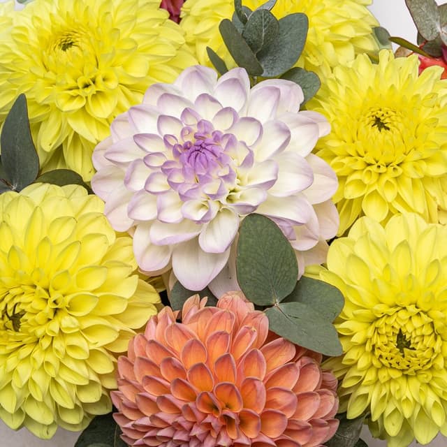 Композиция из Георгин и Эвкалипта в шляпной коробке «Солнечный Коктейль» Композиция из Георгин и Эвкалипта в шляпной коробке «Солнечный Коктейль»