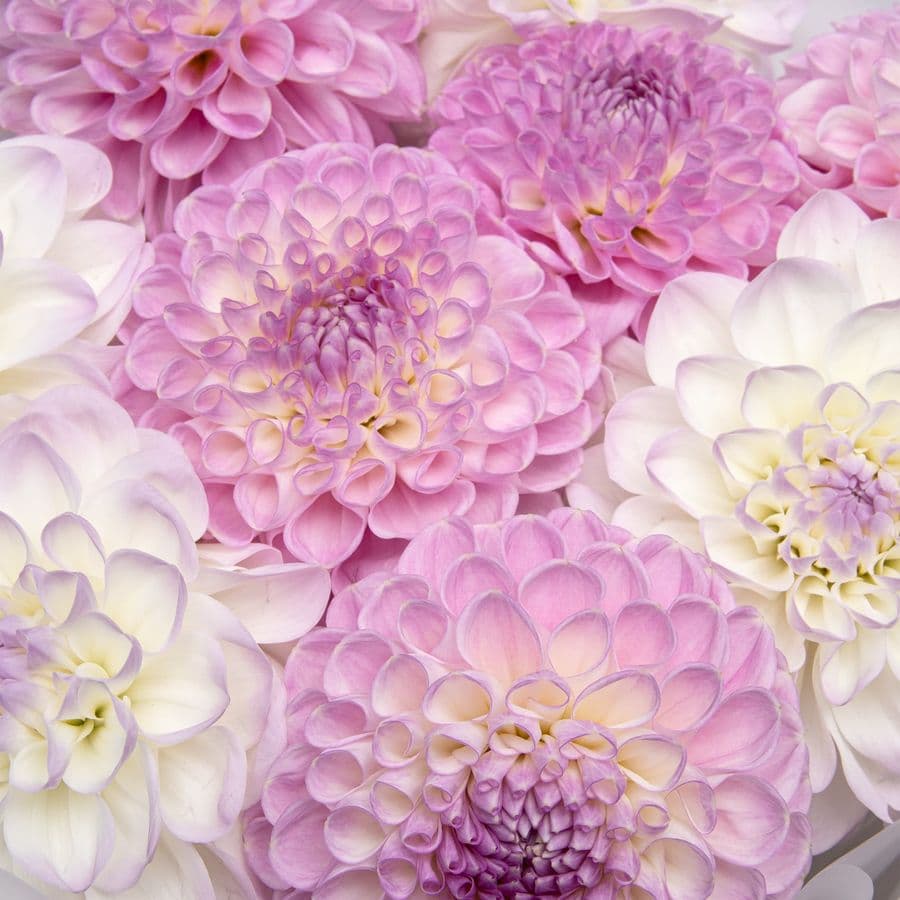 Букет из Георгин «Утренняя Вуаль»