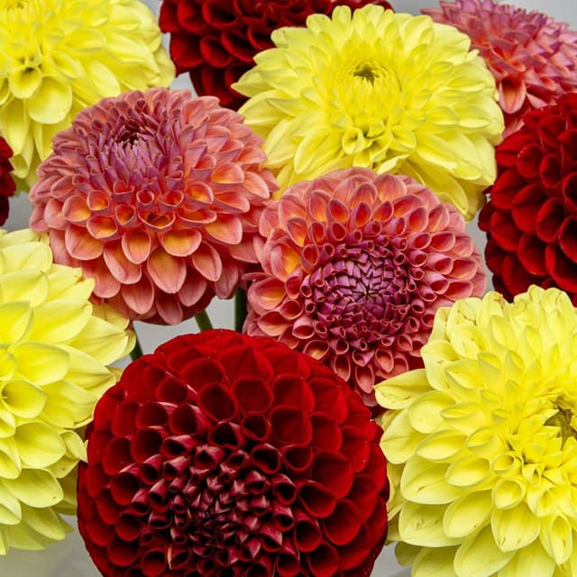 Букет из Георгин «Осенний Карнавал» Букет из Георгин «Осенний Карнавал»