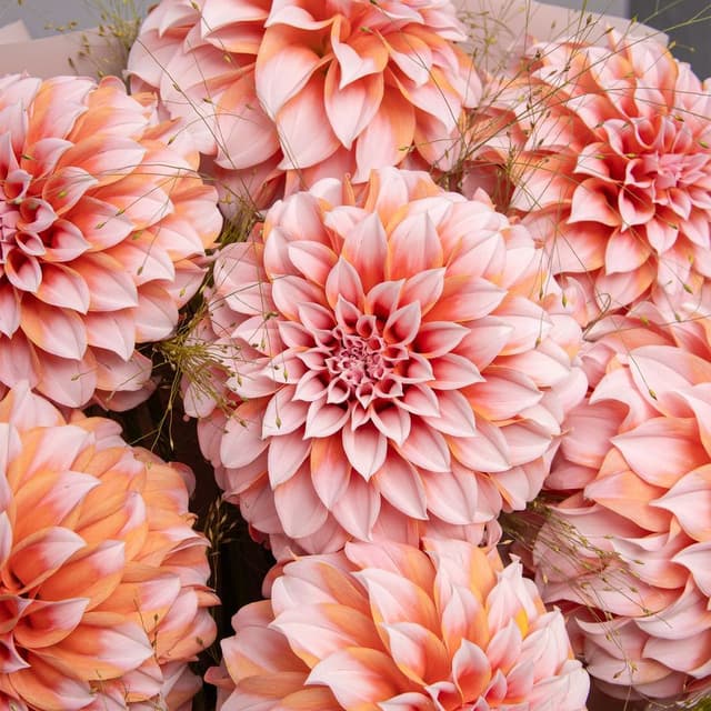 Букет из Георгин и Паникума «Нежный Шелк» Букет из Георгин и Паникума «Нежный Шелк»