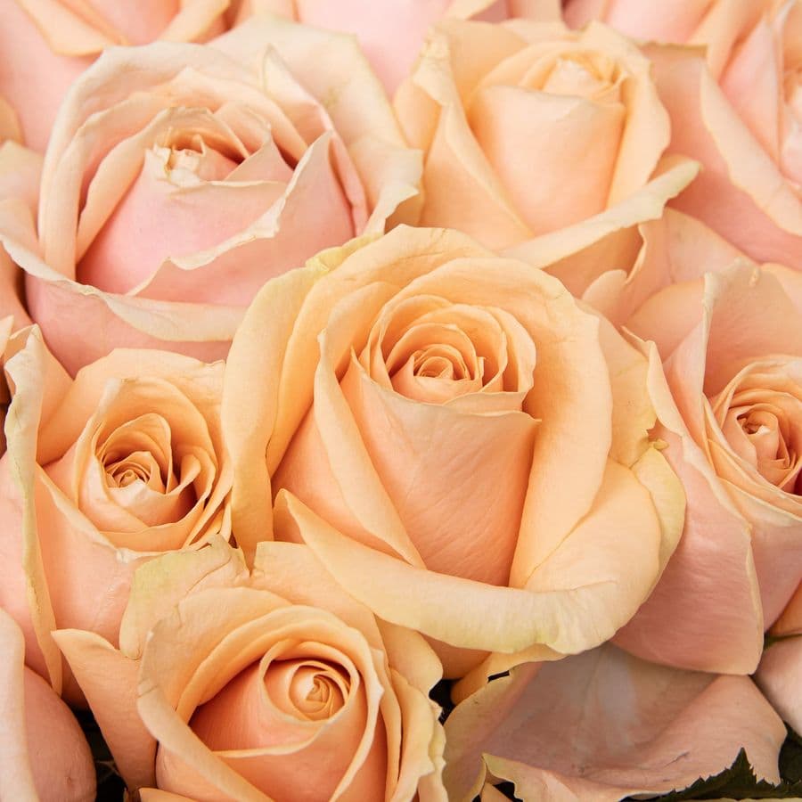 Букет из персиковых Роз Талия 51 шт «Королевский Кашемир»
