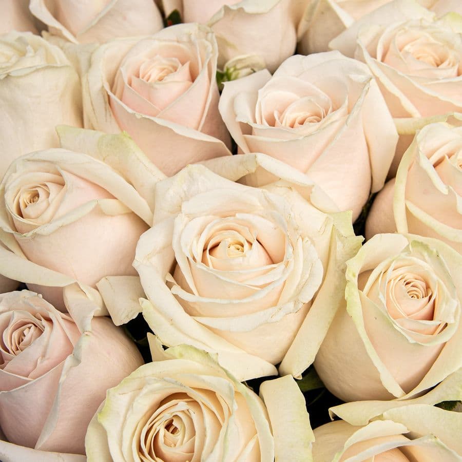 Букет из Роз Лилу 25 шт «Шелковая Роса»