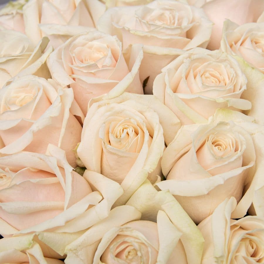 Букет из Роз Лилу 51 шт «Искры Шампанского»