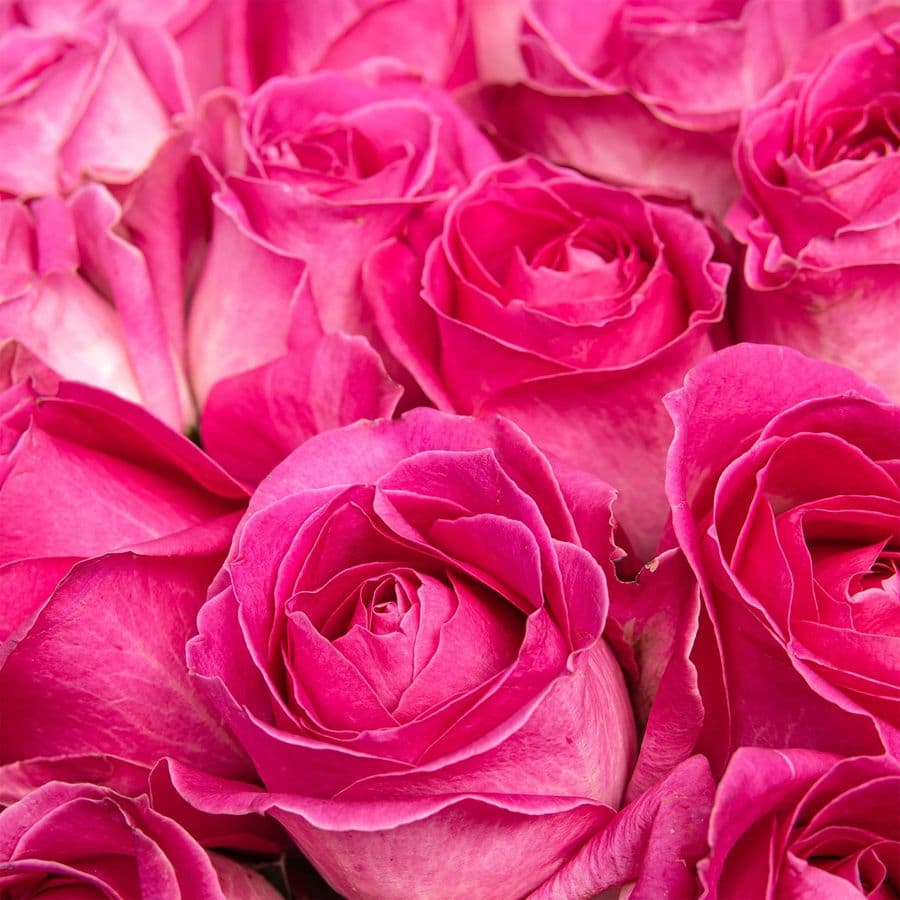 Букет из Роз Либерти 51 шт «Великая Страсть»