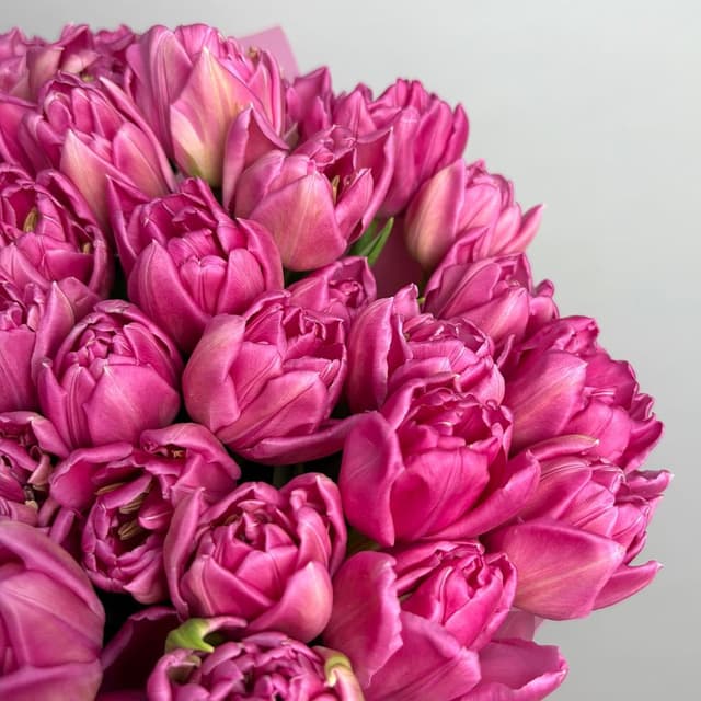 Букет розовых Пионовидных Тюльпанов 51 шт «Малиновый Звон» Букет розовых Пионовидных Тюльпанов 51 шт «Малиновый Звон»