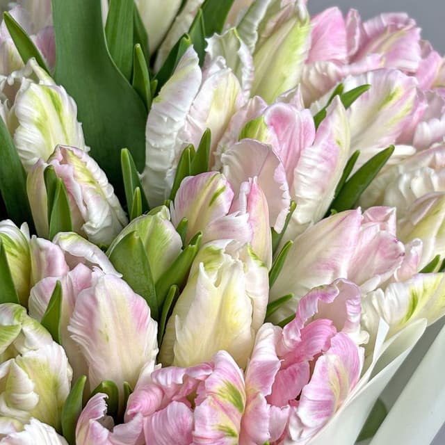 Букет бело-розовых Пионовидных Тюльпанов 51 шт «Сливочный пломбир» Букет бело-розовых Пионовидных Тюльпанов 51 шт «Сливочный пломбир»
