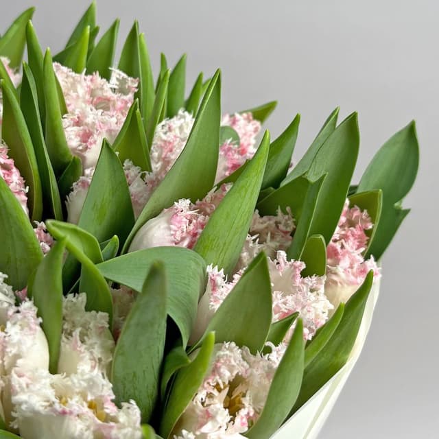 Букет махровых бело-розовых Тюльпанов 51 шт «Хрустальный Край» Букет махровых бело-розовых Тюльпанов 51 шт «Хрустальный Край»