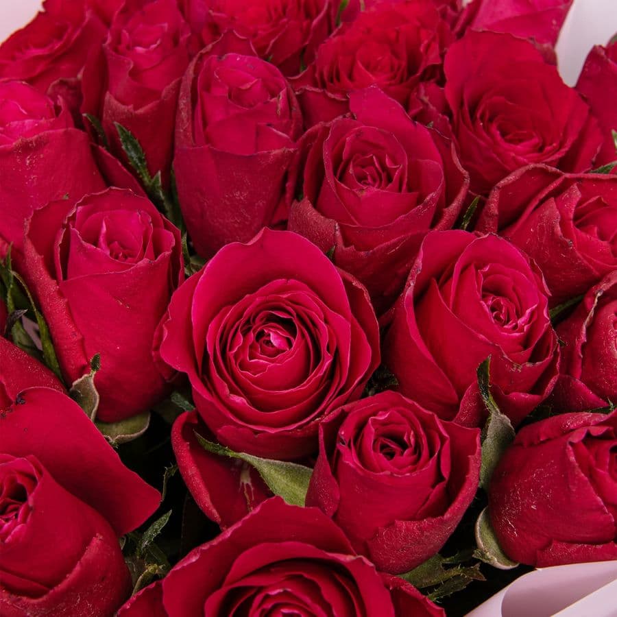 Букет малиновых Роз Кения 40 см 25 шт «Сны Кармен»