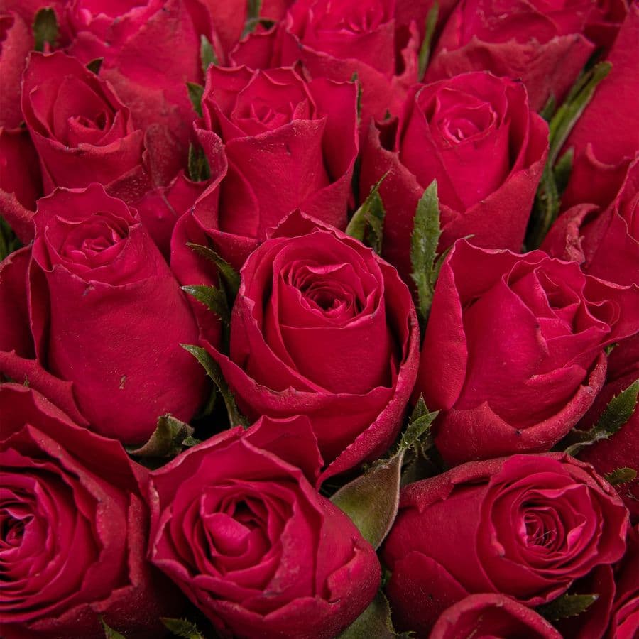 Букет малиновых Роз Кения 40 см 51 шт «Королева Драмы»