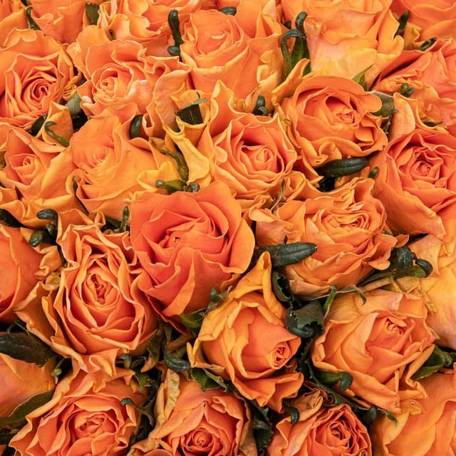 Букет оранжевых Роз Кения 40 см 101 шт «Солнце Калифорнии» Букет оранжевых Роз Кения 40 см 101 шт «Солнце Калифорнии»