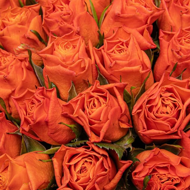 Букет оранжевых Роз Кения 40 см 101 шт «Феникс» Букет оранжевых Роз Кения 40 см 101 шт «Феникс»
