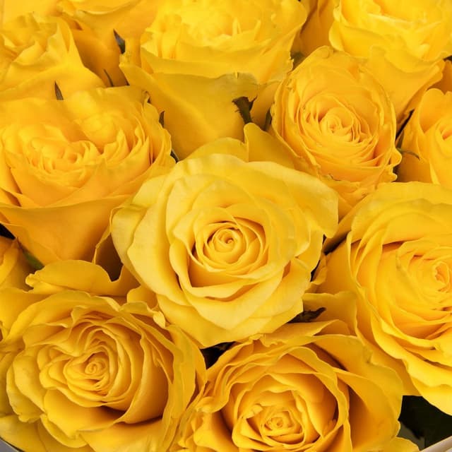 Букет желтых Роз Кения 40 см 31 шт «Солнечный Поцелуй» Букет желтых Роз Кения 40 см 31 шт «Солнечный Поцелуй»