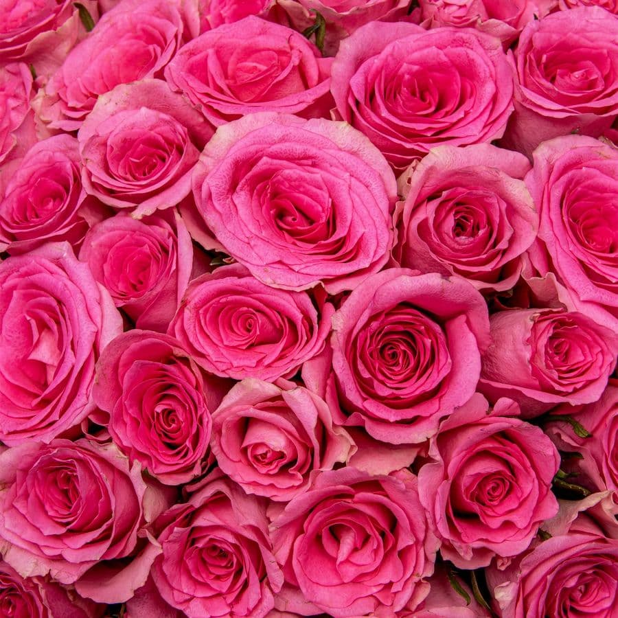 Букет розовых Роз Кения 40 см 101 шт «Сад Афродиты»
