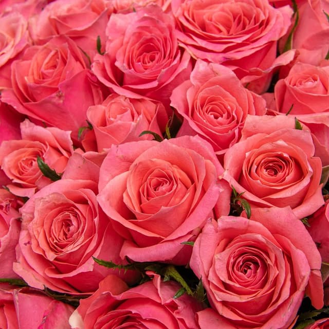 Букет розовых Роз Кения 40 см 101 шт «Цветущий Коралл» Букет розовых Роз Кения 40 см 101 шт «Цветущий Коралл»