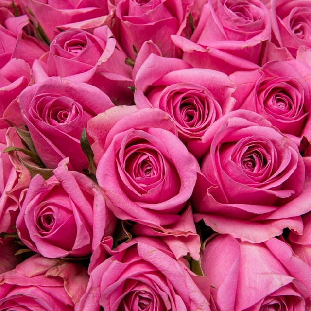 Букет розовых Роз Кения 40 см 101 шт «Всплеск Страсти» Букет розовых Роз Кения 40 см 101 шт «Всплеск Страсти»