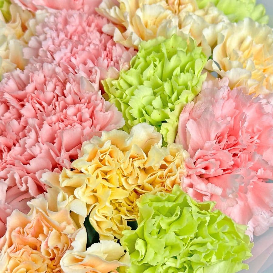 Букет из Гвоздик 25 шт «Фруктовое Драже»