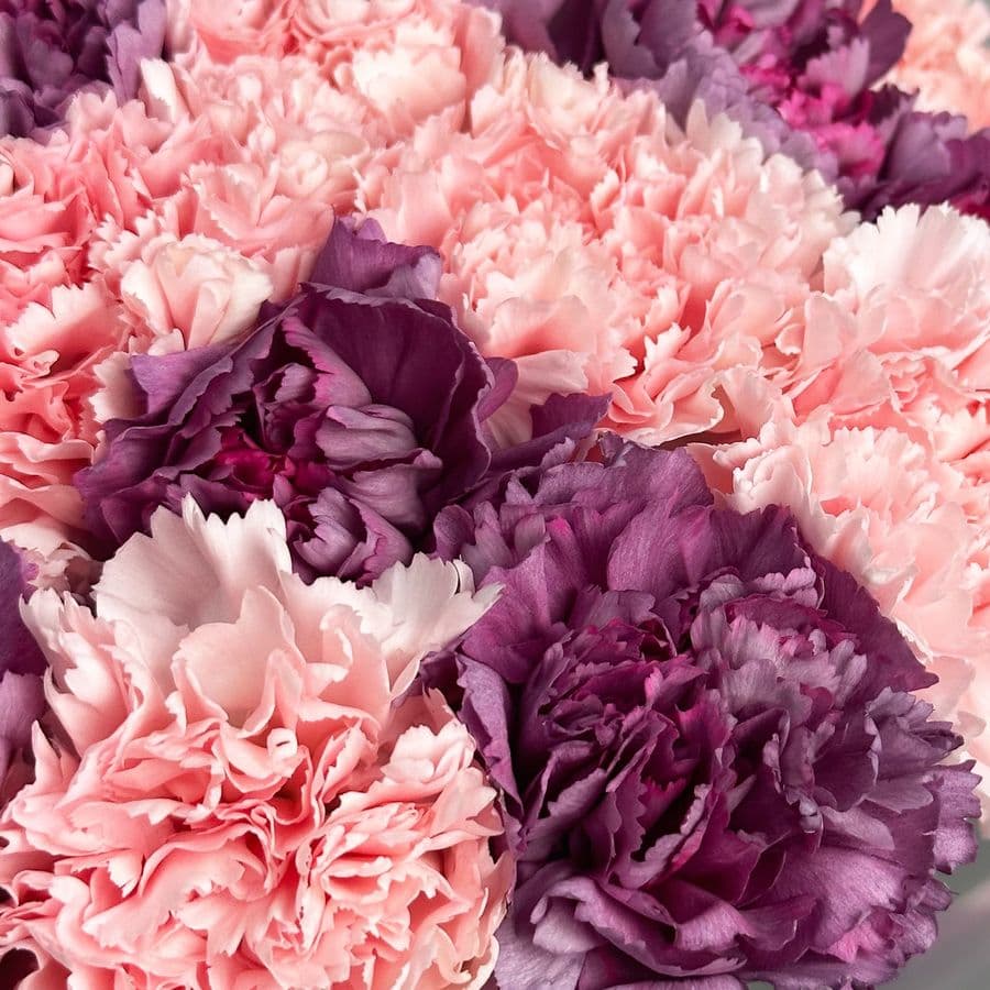 Букет из розовых и фиолетовых Гвоздик 25 шт «Эхо Заката»