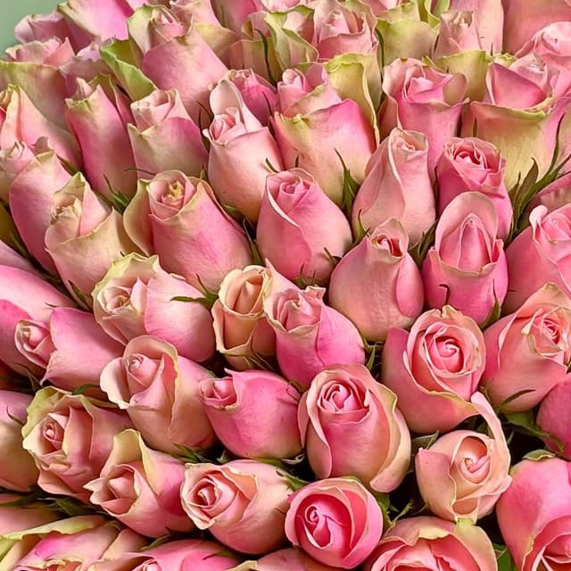 Букет из розовых Роз Кения 40 см 101 шт «Аллея Любви» Букет из розовых Роз Кения 40 см 101 шт «Аллея Любви»