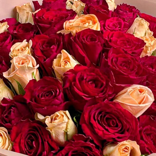 Букет из малиновых и кремовых Роз Кения 40 см 51 шт «Краски Заката» Букет из малиновых и кремовых Роз Кения 40 см 51 шт «Краски Заката»