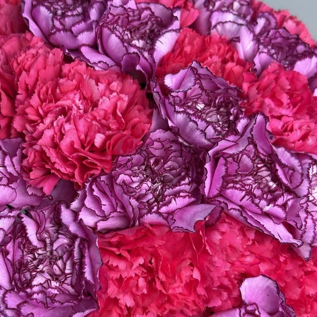 Букет из малиновых и фиолетовых Гвоздик 35 шт «Пламя Сердца» Букет из малиновых и фиолетовых Гвоздик 35 шт «Пламя Сердца»