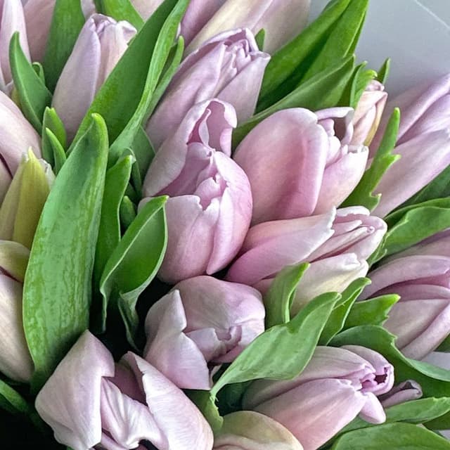 Букет из сиреневых Тюльпанов 25 шт «Серый Жемчуг» Букет из сиреневых Тюльпанов 25 шт «Серый Жемчуг»