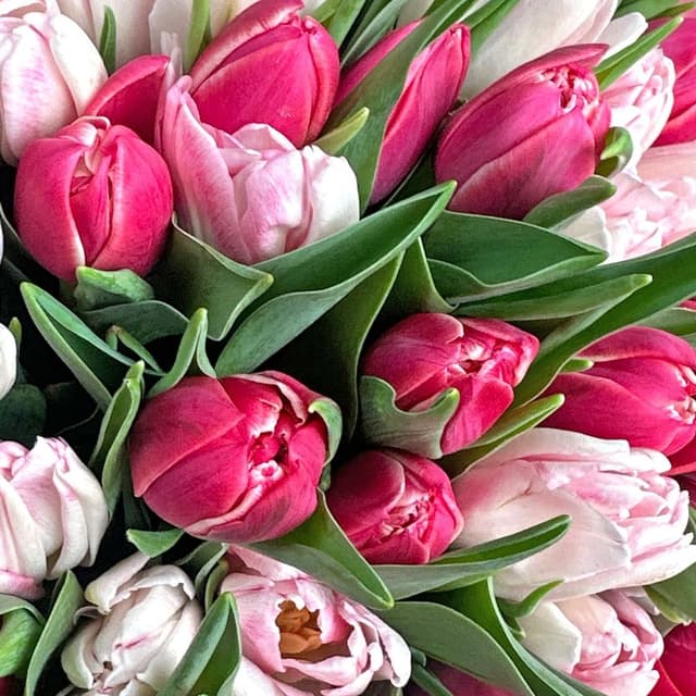 Букет из нежно-розовых и малиновых Тюльпанов 51 шт «Закат на Ривьере» Букет из нежно-розовых и малиновых Тюльпанов 51 шт «Закат на Ривьере»